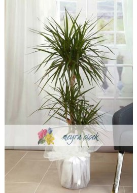 Üçlü Dracena Marginata Bitkisi