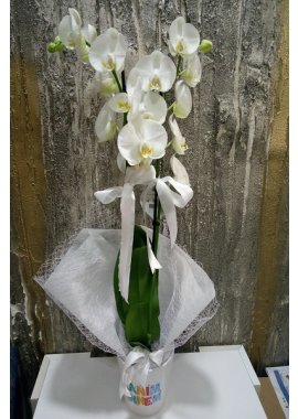 Canım Annem Stickerli Orkide Beyaz