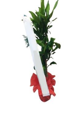 ÜÇLÜ MASENGENA BİTKİSİ