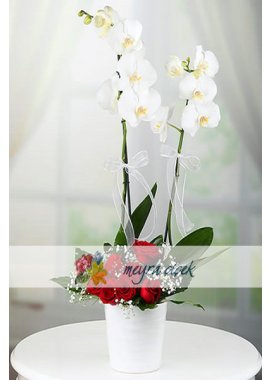 2 Dal Beyaz Orkide Gül Aranjman